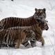 Illustration for article titled Caturday - Panthera tigris Edition